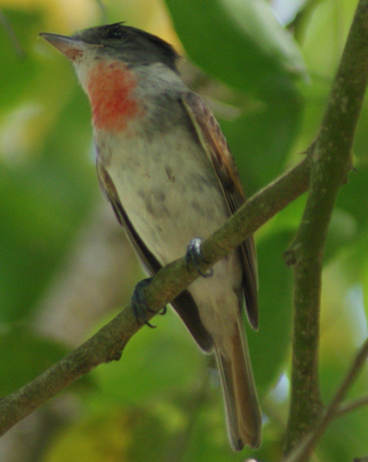 Rose-throated Becard Photo by Robin Oxley