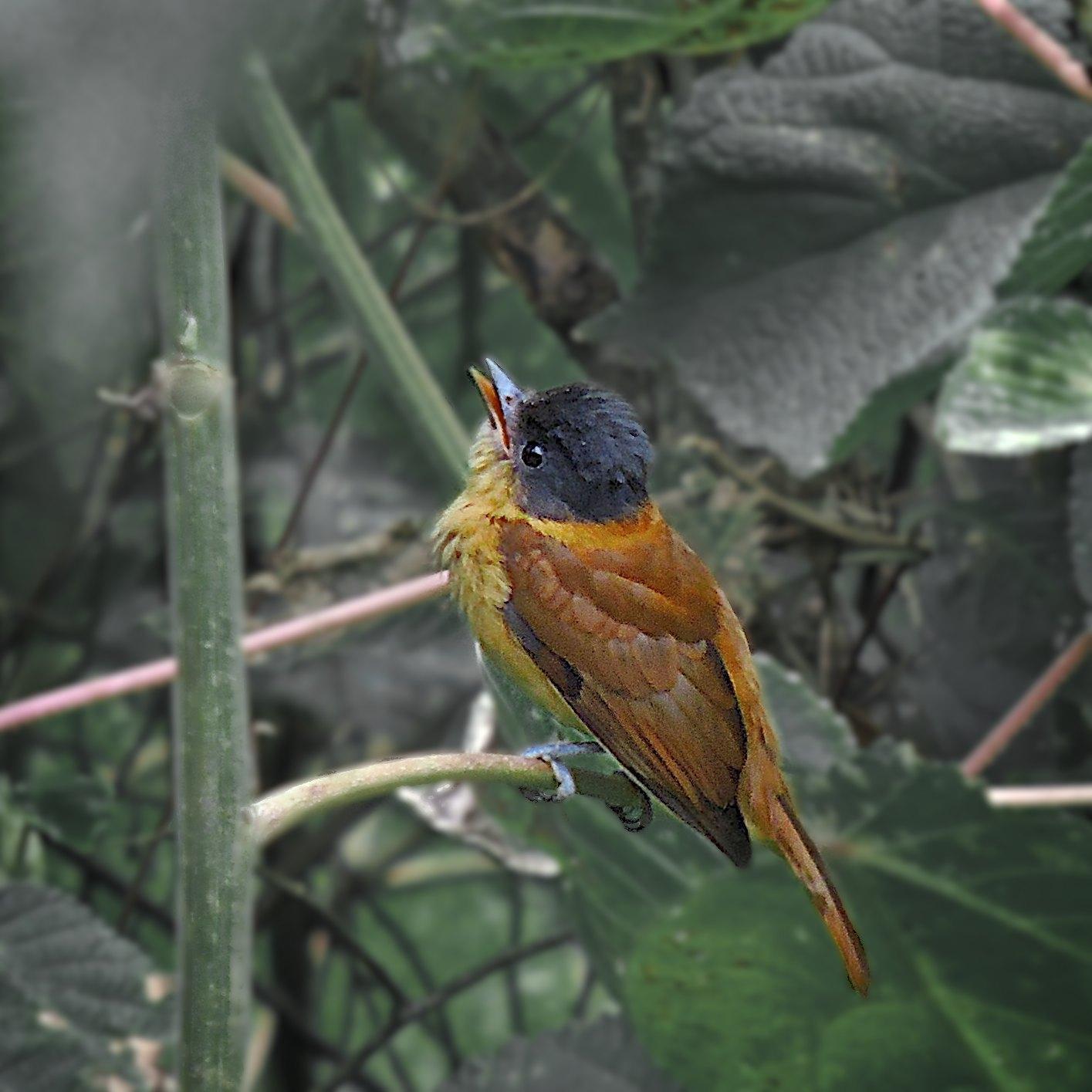 Rose-throated Becard Photo by Andres Duarte