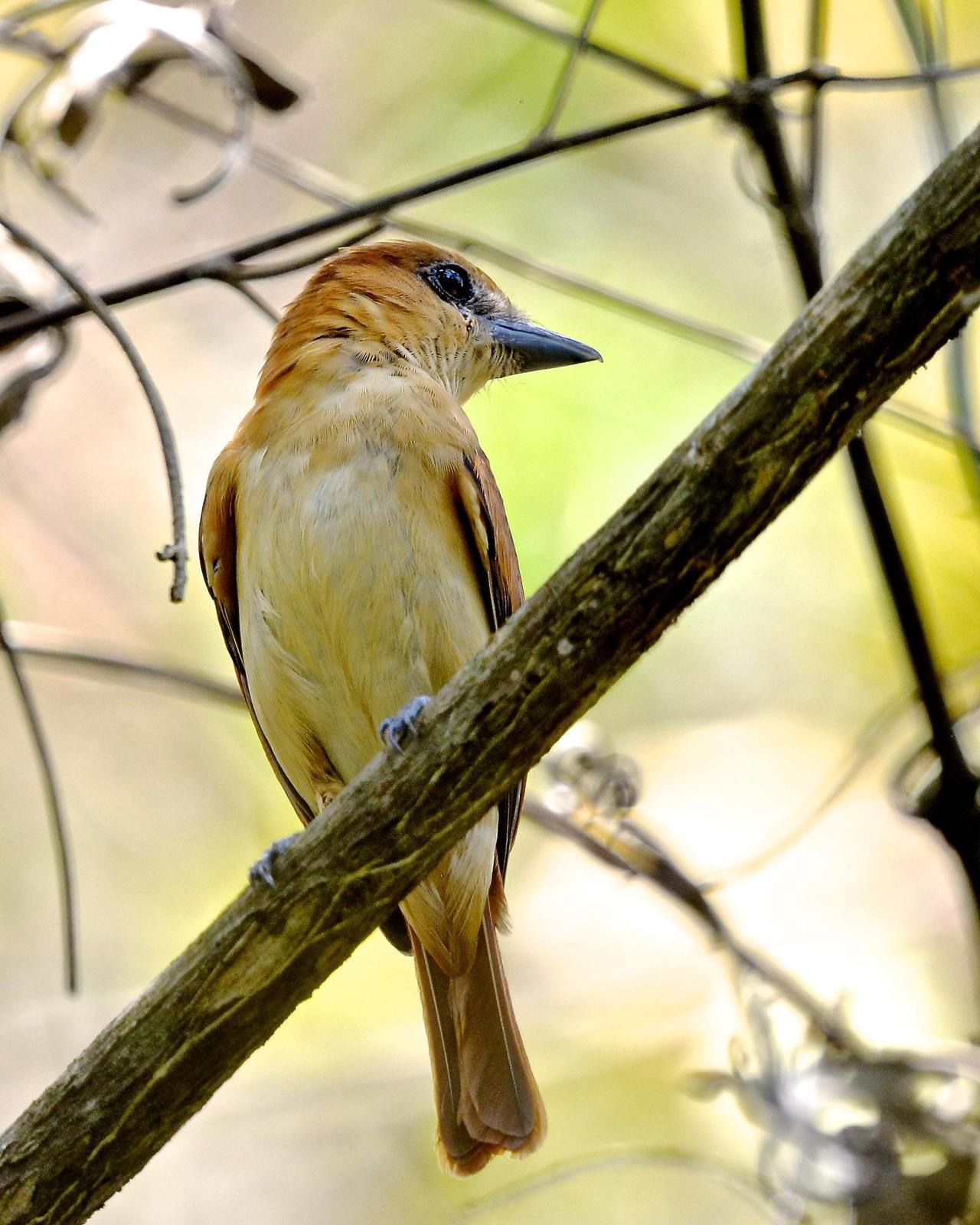 One-colored Becard Photo by Gerald Friesen