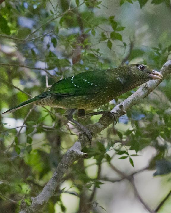 Green Catbird Photo by Mat Gilfedder
