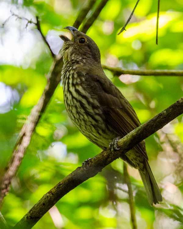 Tooth-billed Bowerbird Photo by Bob Hasenick