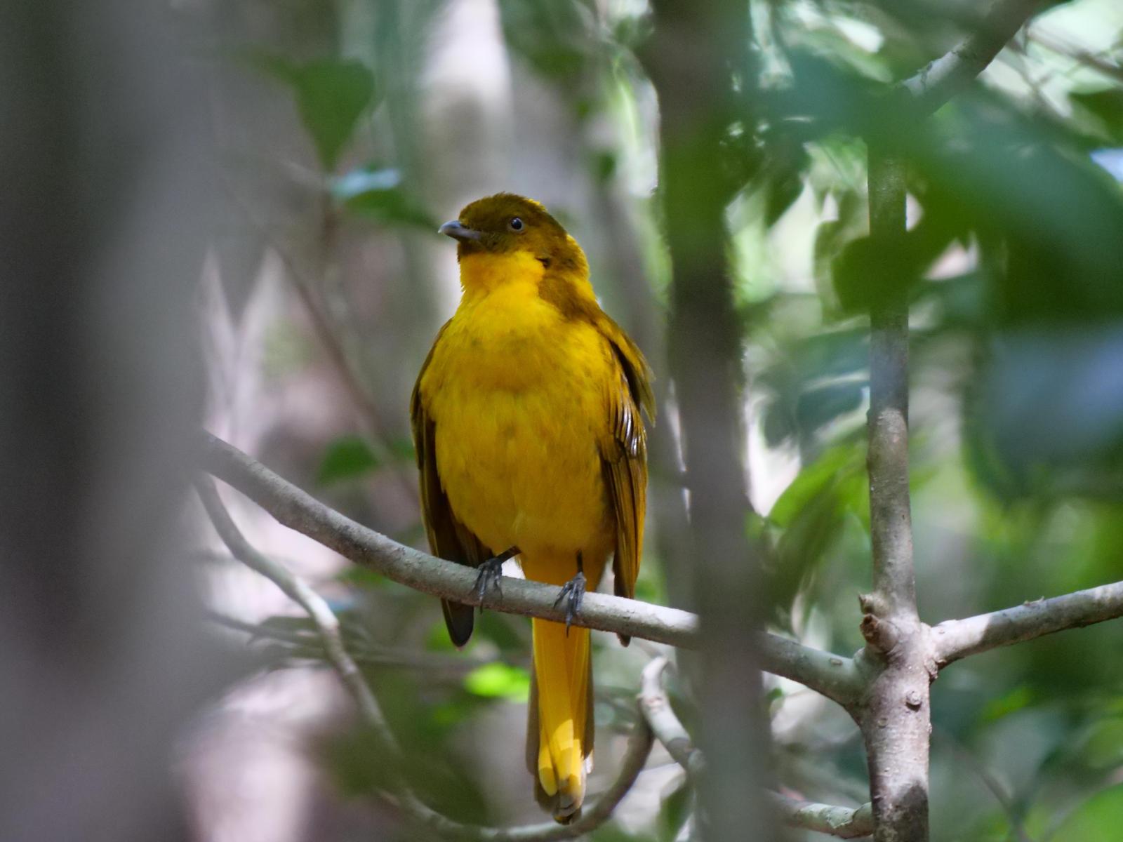 Golden Bowerbird Photo by Peter Lowe