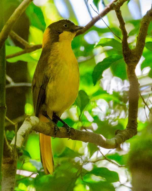 Golden Bowerbird Photo by Bob Hasenick