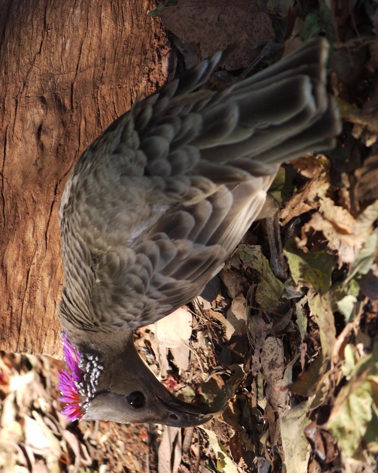 Great Bowerbird Photo by Peter Lowe