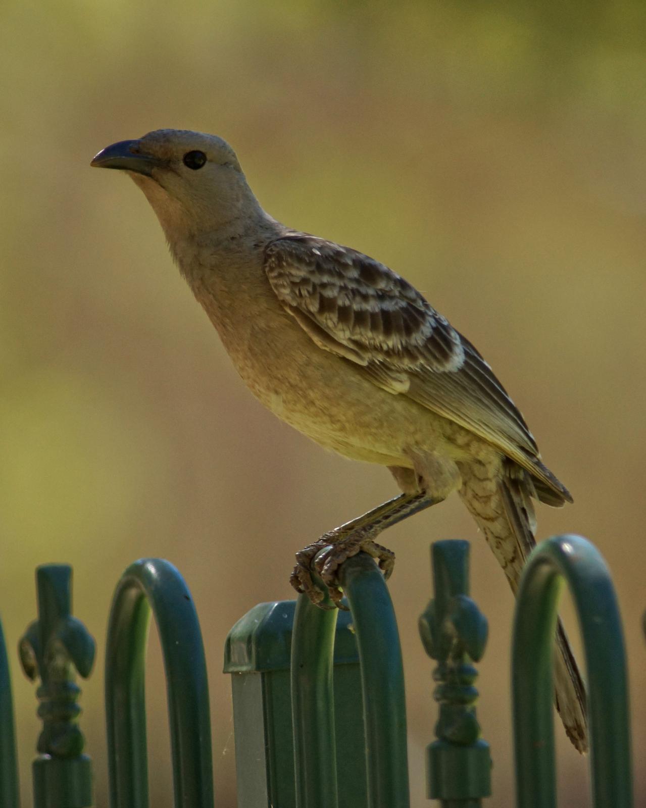 Great Bowerbird Photo by Steve Percival