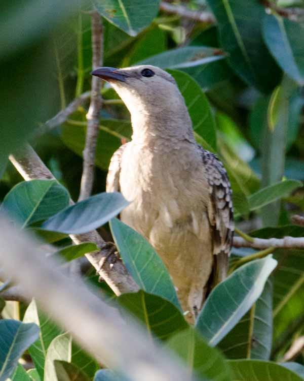 Great Bowerbird Photo by Bob Hasenick