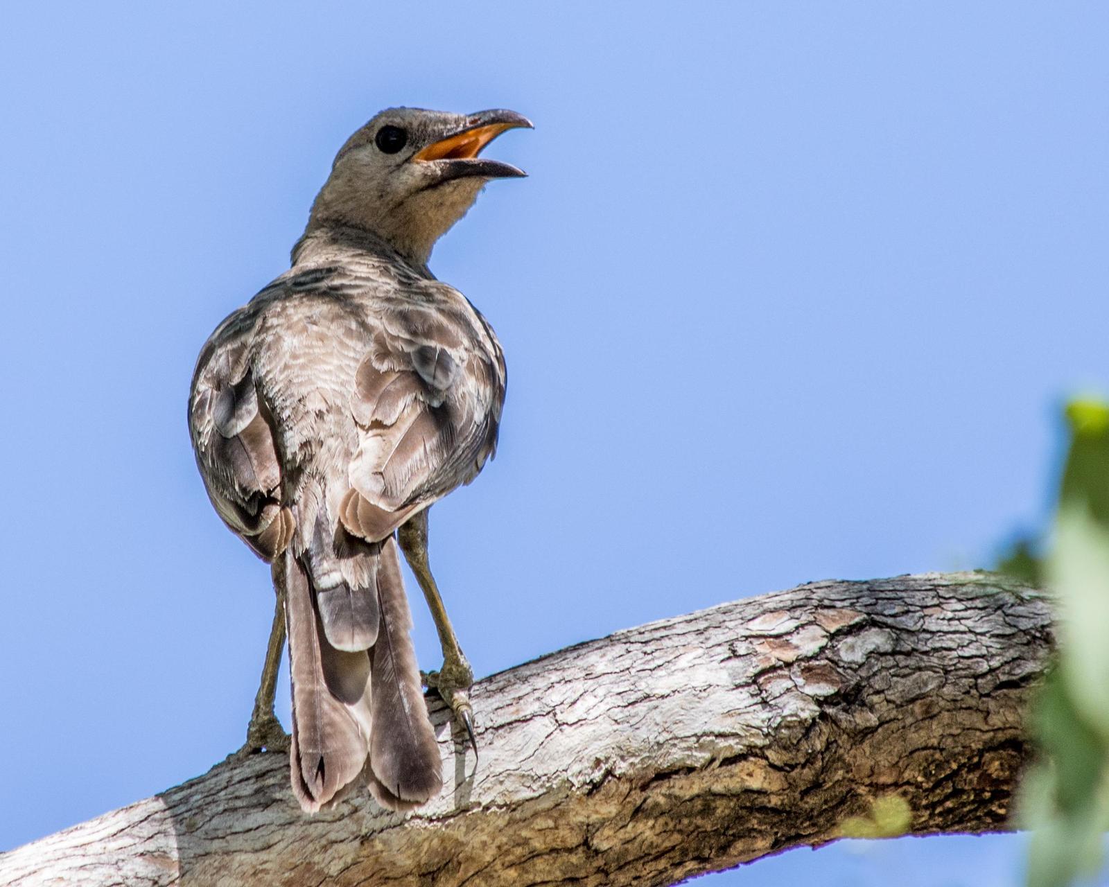 Great Bowerbird Photo by Mark Baldwin