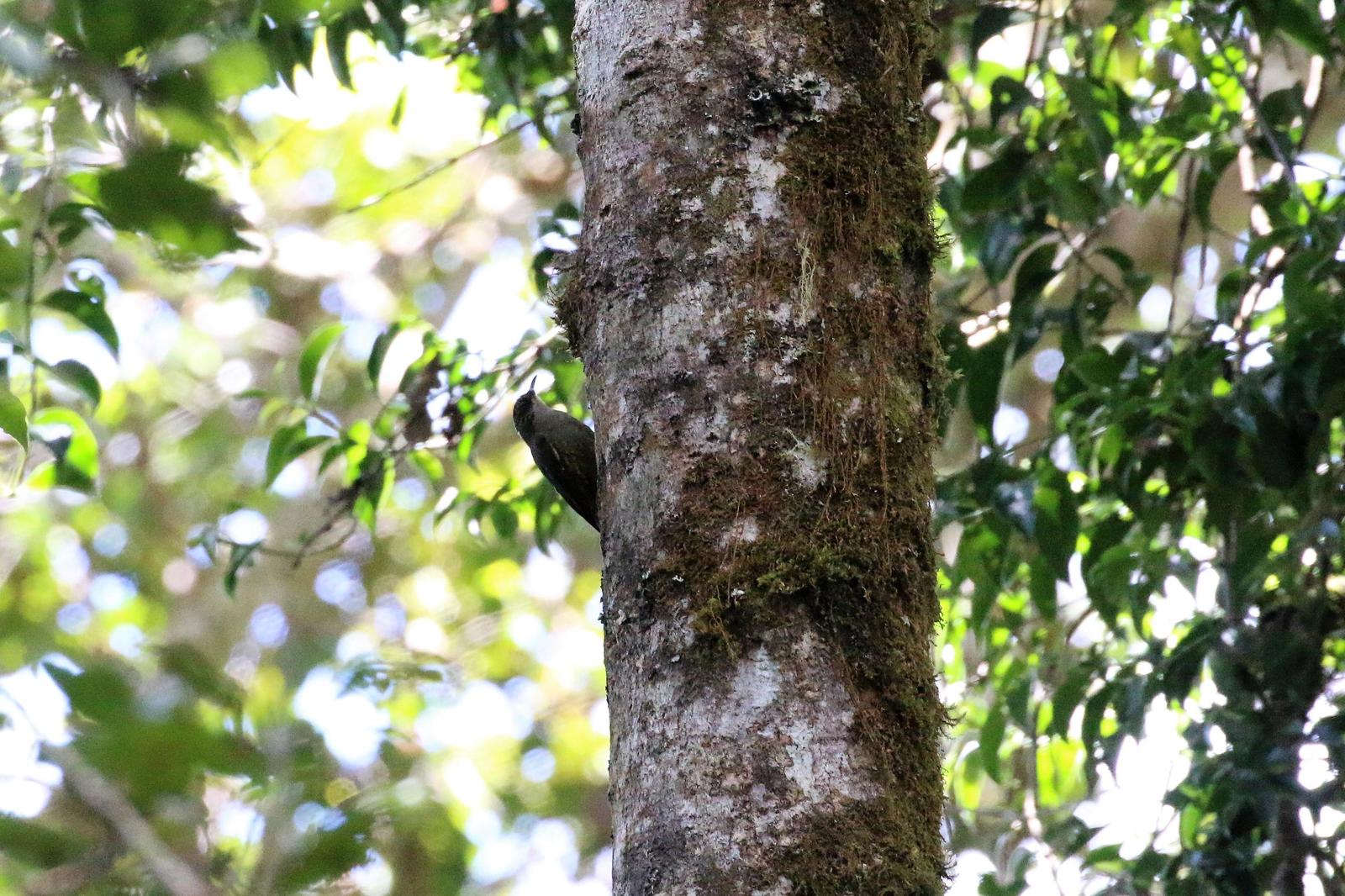 Papuan Treecreeper Photo by Richard Jeffers