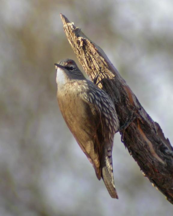 White-browed Treecreeper Photo by Mat Gilfedder