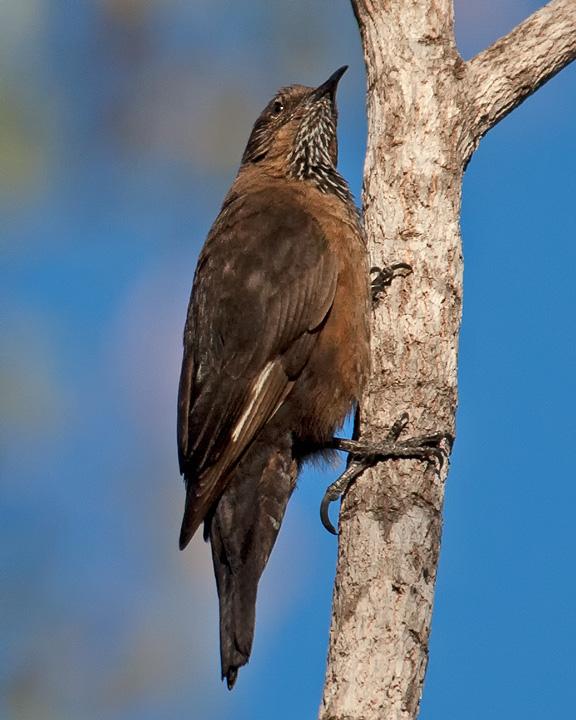 Black-tailed Treecreeper Photo by Mat Gilfedder