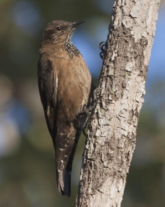 Black-tailed Treecreeper Photo by Mat Gilfedder