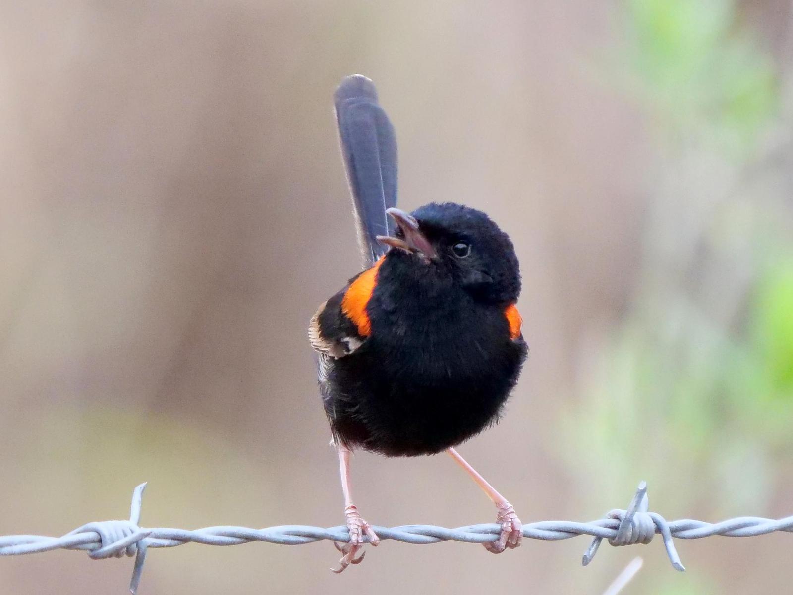 Red-backed Fairywren Photo by Peter Lowe