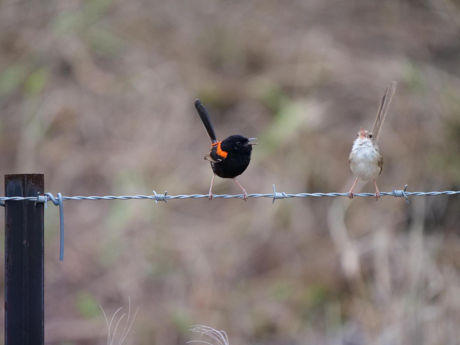 Red-backed Fairywren Photo by Peter Lowe