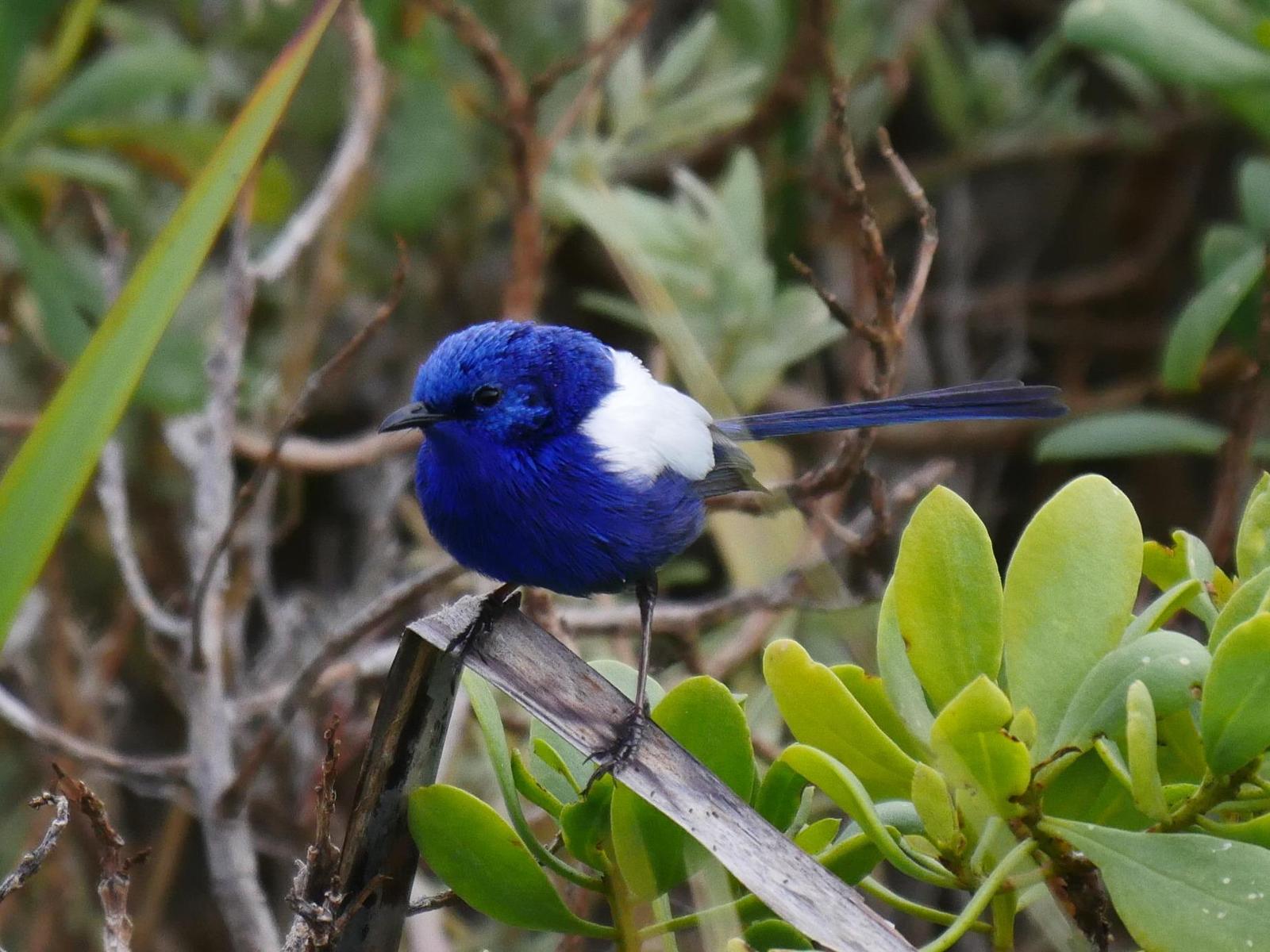 White-winged Fairywren Photo by Peter Lowe