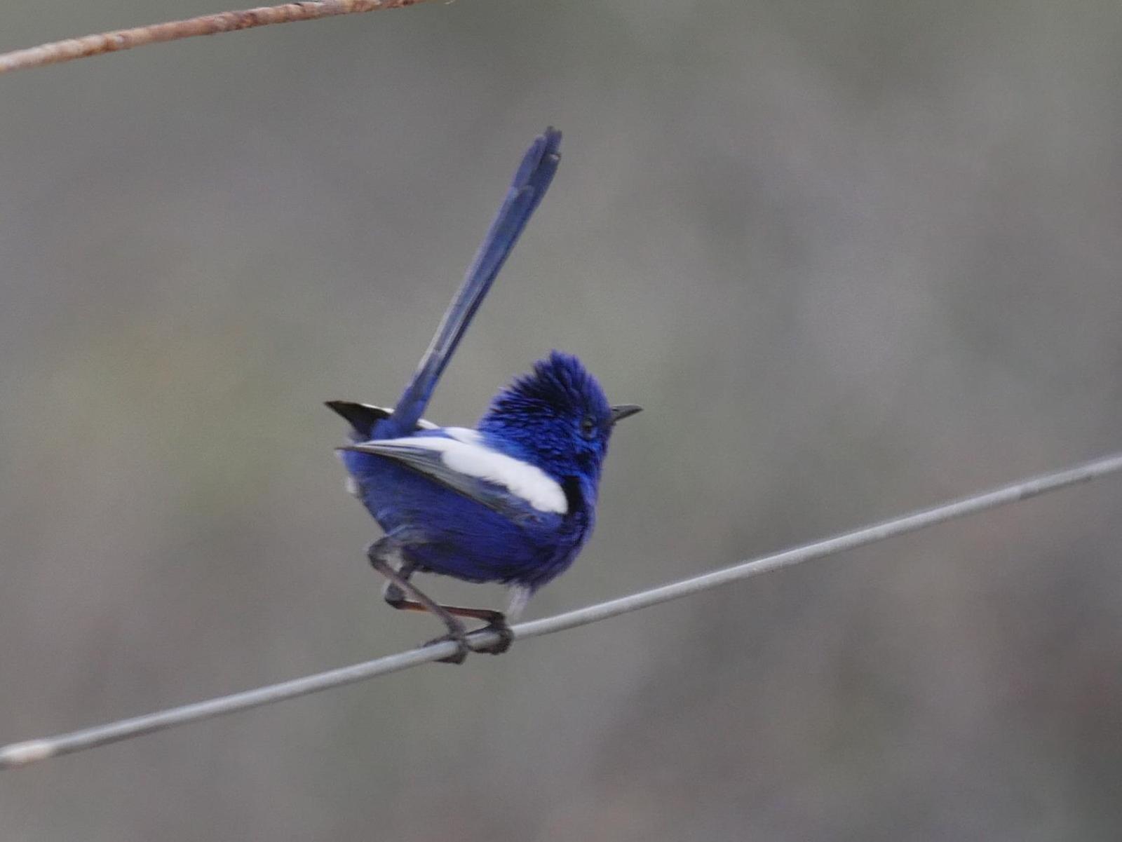White-winged Fairywren Photo by Peter Lowe