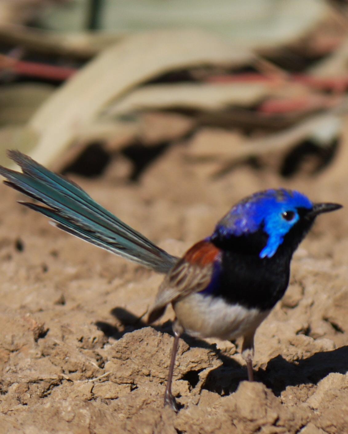 Variegated Fairywren Photo by Peter Lowe