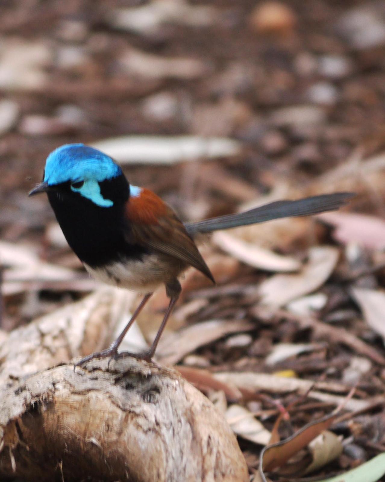 Red-winged Fairywren Photo by Peter Lowe