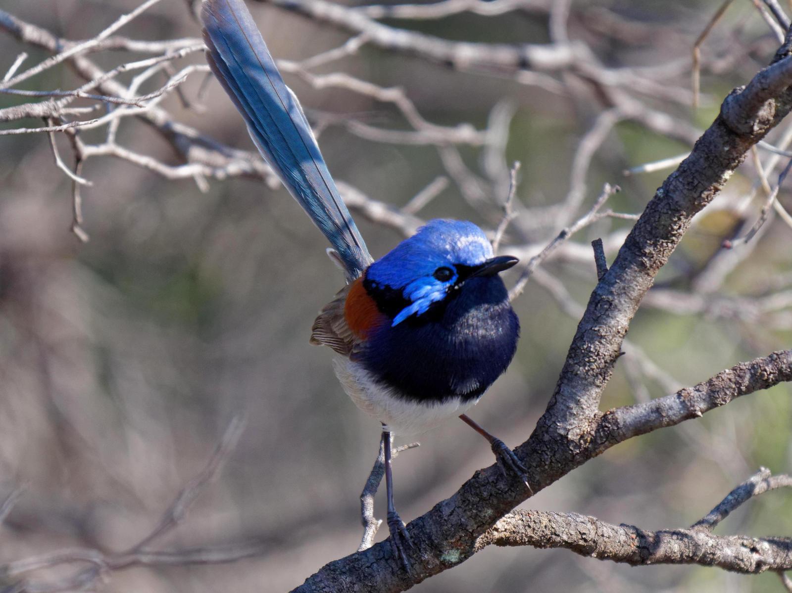 Blue-breasted Fairywren Photo by Peter Lowe