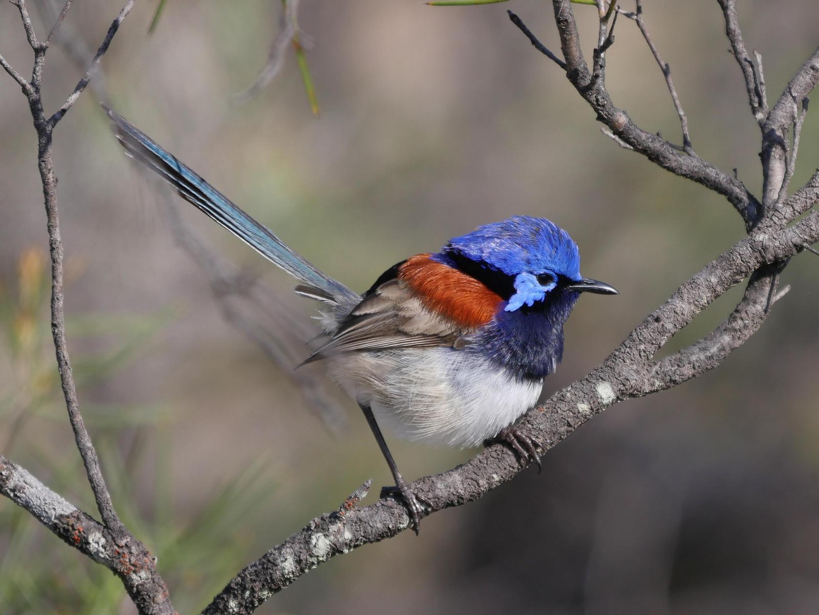 Blue-breasted Fairywren Photo by Peter Lowe