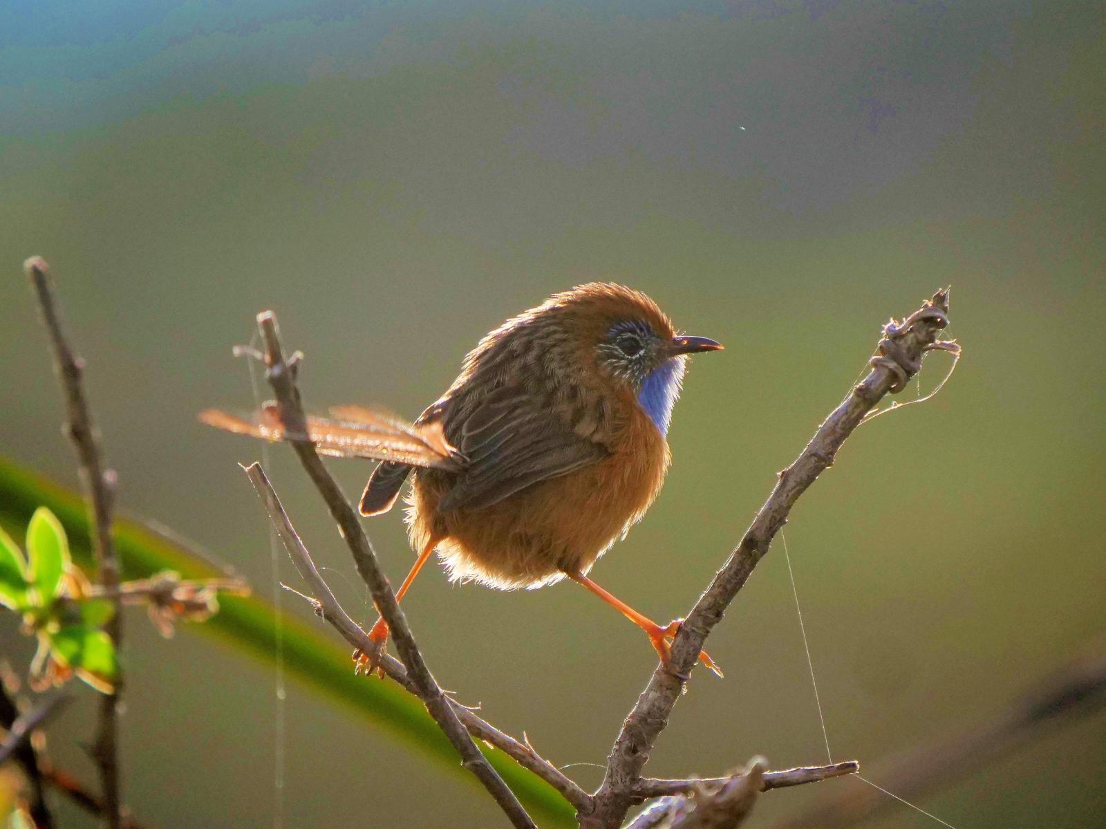 Southern Emuwren Photo by Peter Lowe