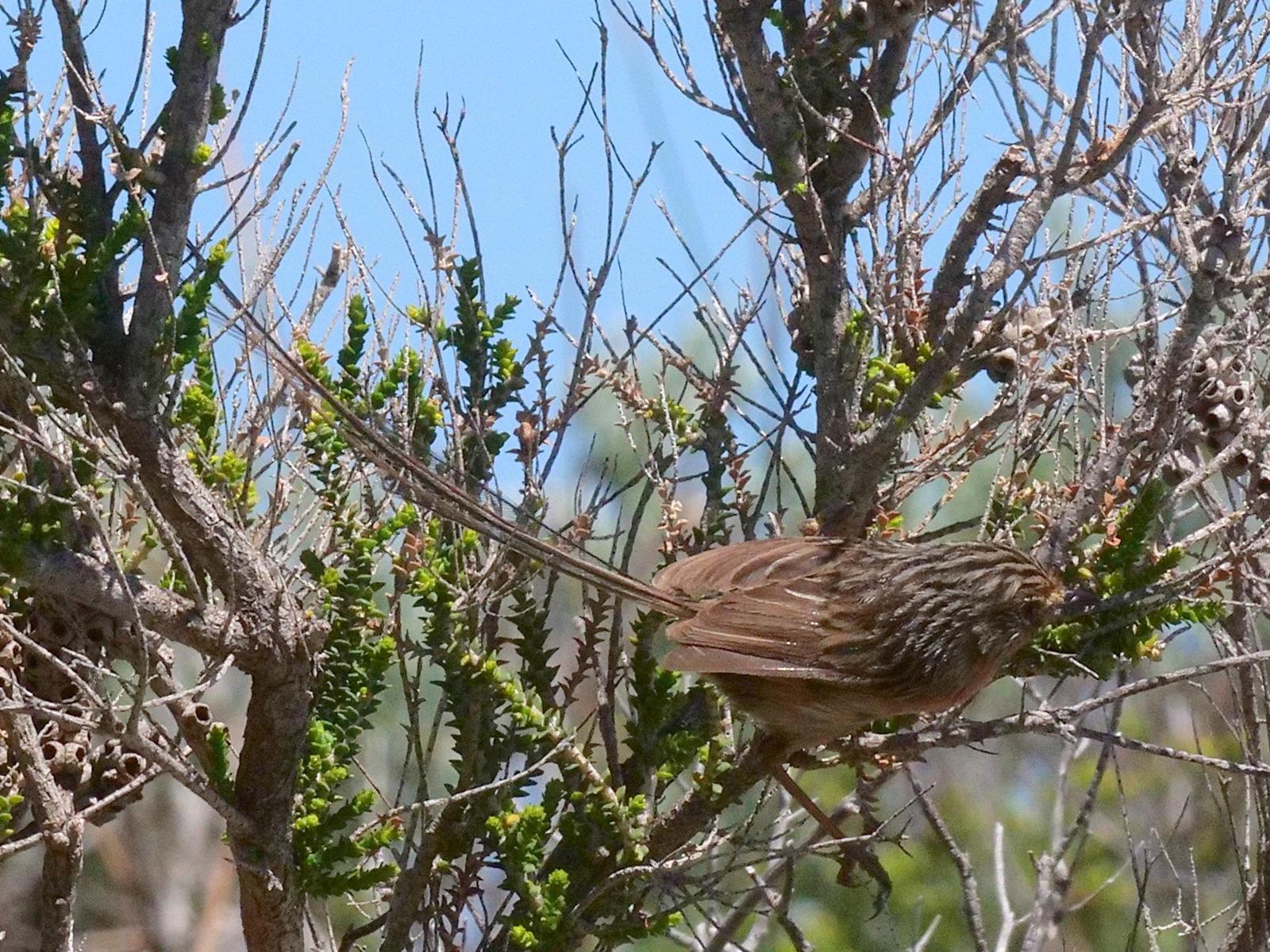 Southern Emuwren Photo by Peter Lowe