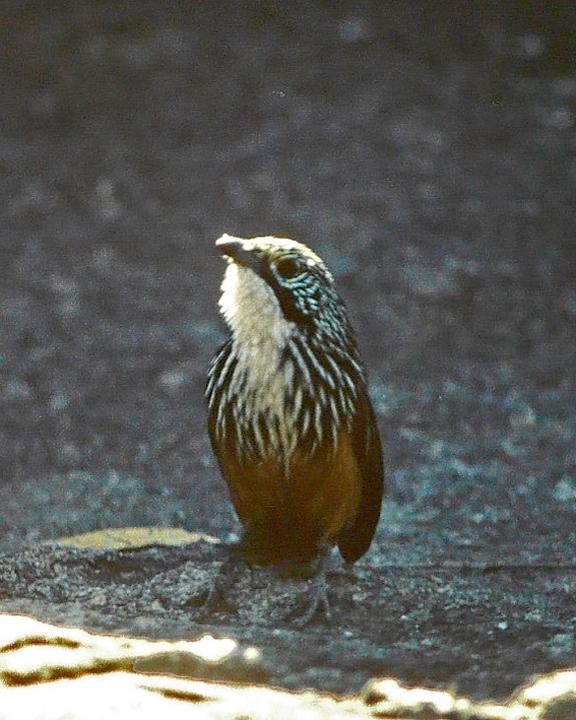 White-throated Grasswren Photo by Peter Waanders | Southern Birding Services