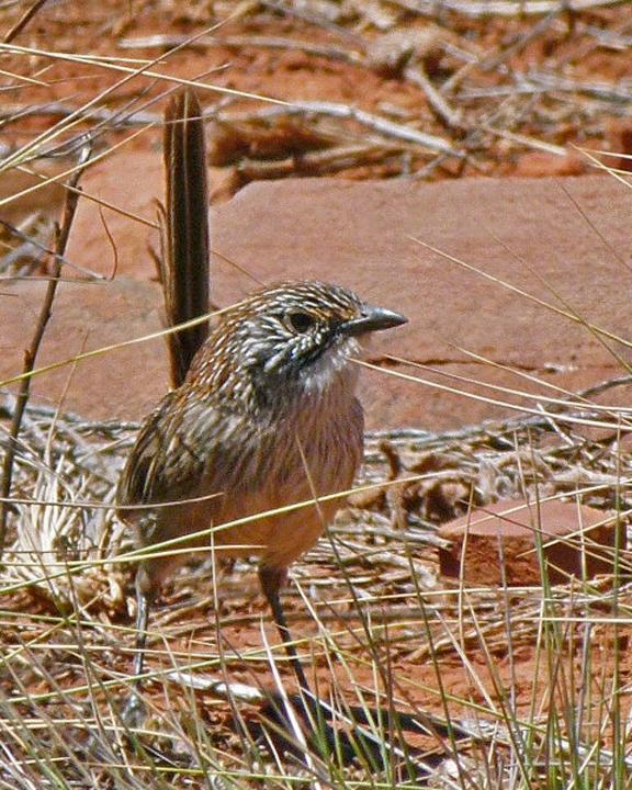 Short-tailed Grasswren Photo by Peter Waanders | Southern Birding Services
