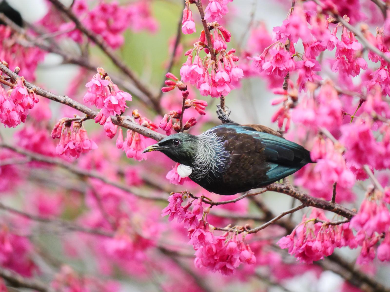 Tui Photo by Peter Lowe