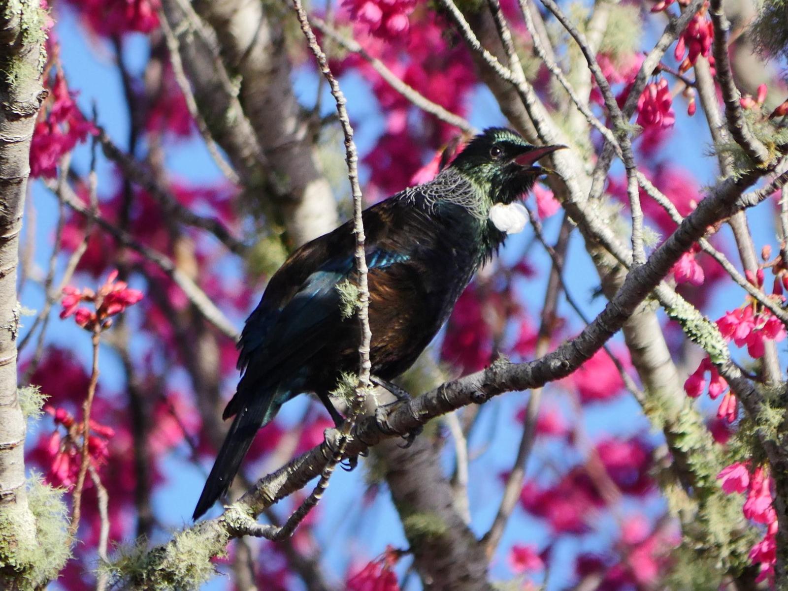 Tui Photo by Peter Lowe
