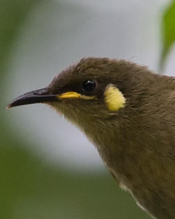 Yellow-spotted Honeyeater Photo by Mat Gilfedder