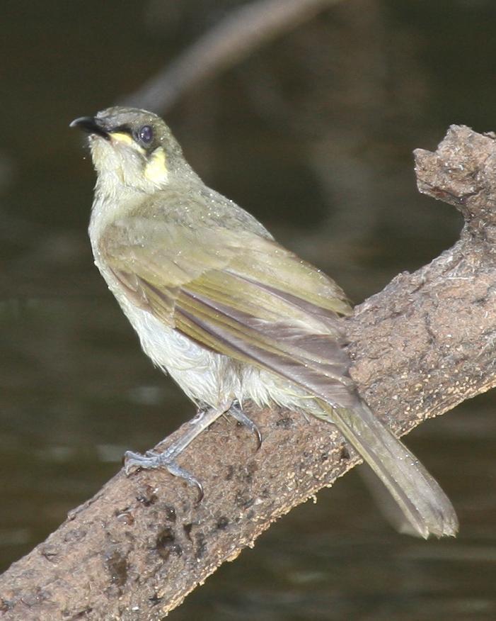 Yellow-spotted Honeyeater Photo by Robert Lewis