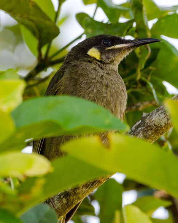 Yellow-spotted Honeyeater Photo by Bob Hasenick