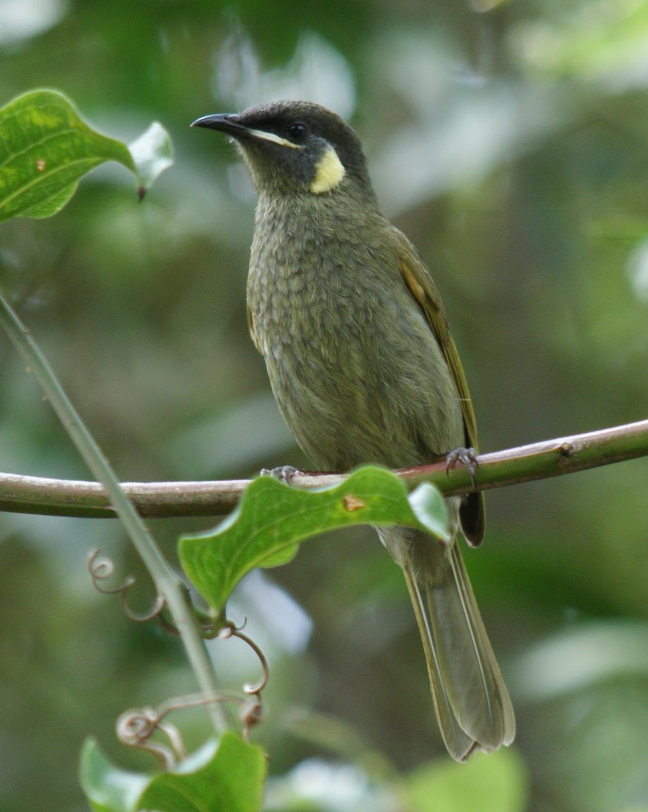 Lewin's Honeyeater Photo by Robin Oxley