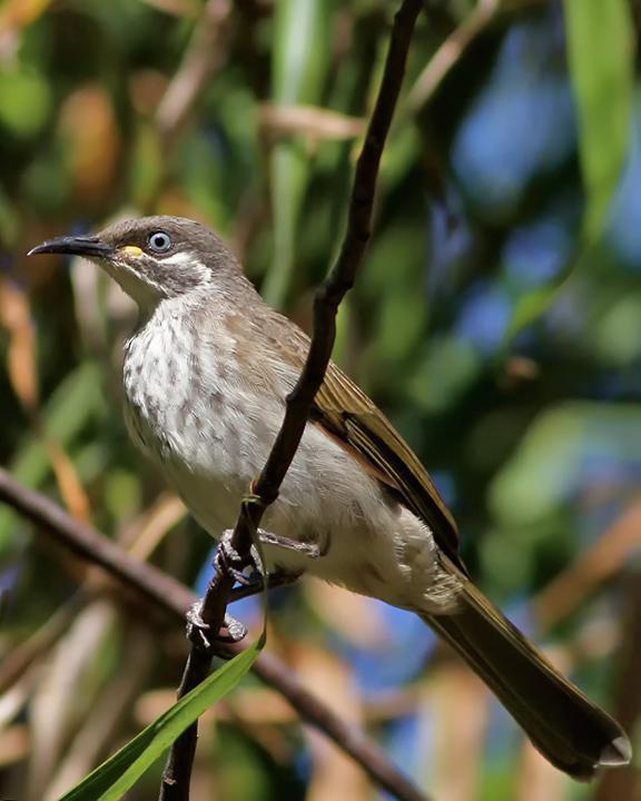 White-lined Honeyeater Photo by Chris Wiley