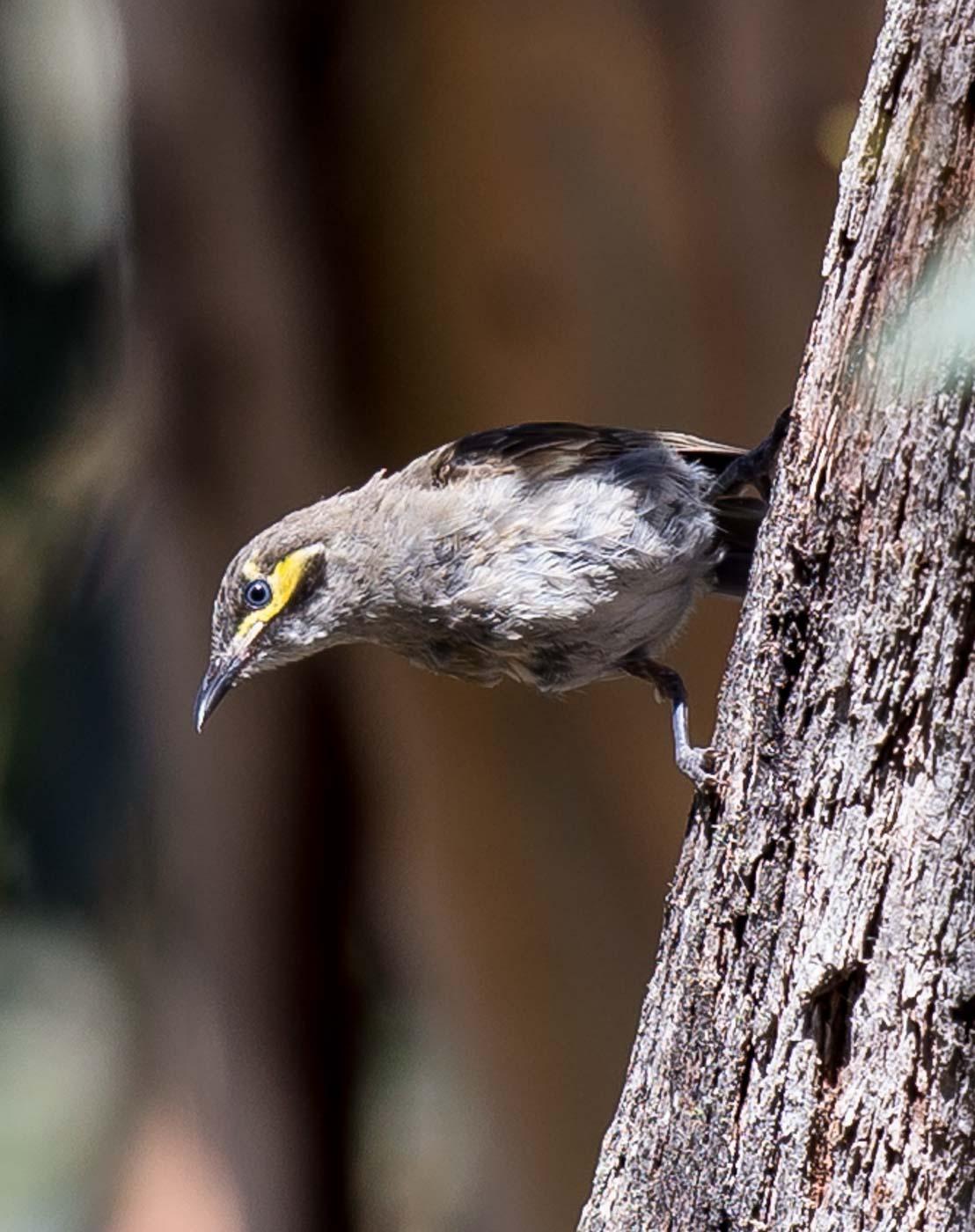 Yellow-faced Honeyeater Photo by Roger Williams