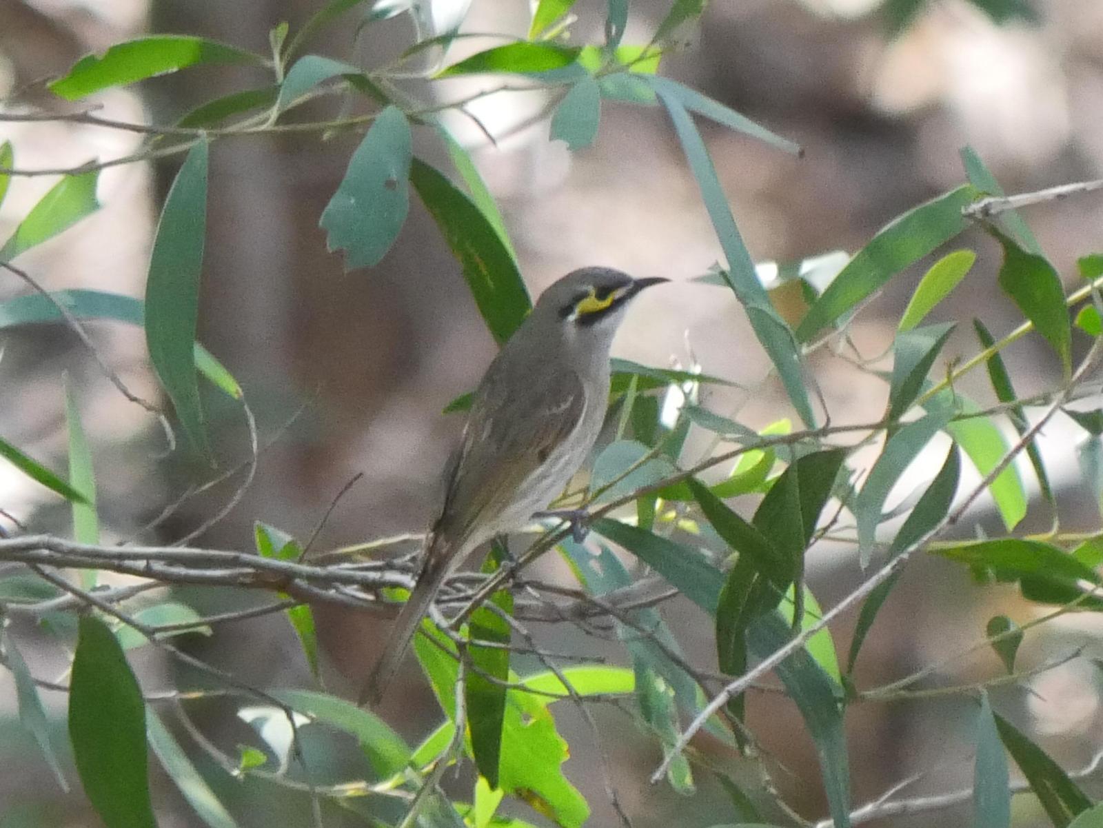 Yellow-faced Honeyeater Photo by Peter Lowe