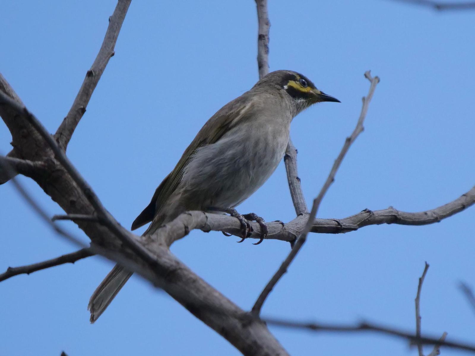 Yellow-faced Honeyeater Photo by Peter Lowe