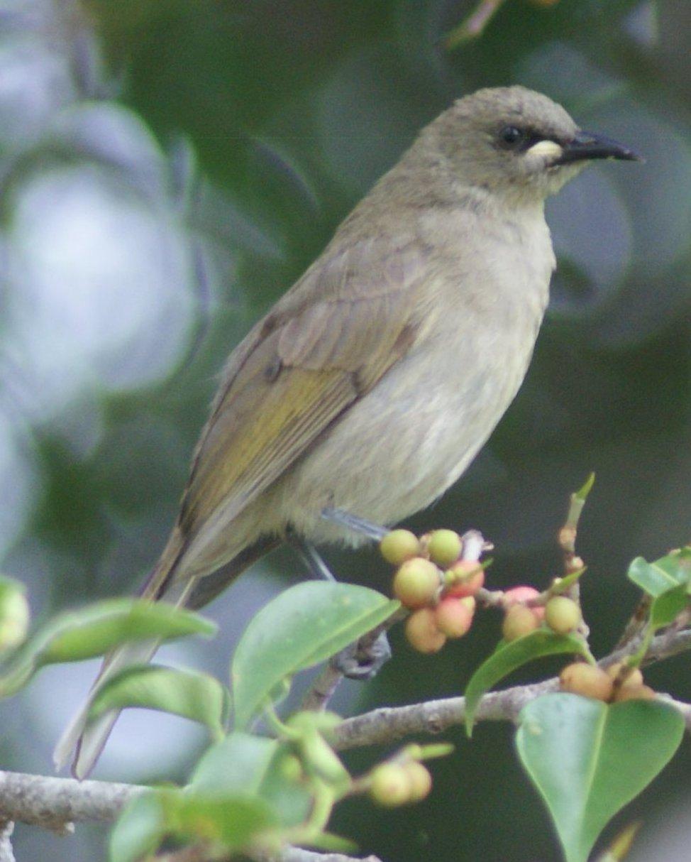 White-gaped Honeyeater Photo by Robin Oxley