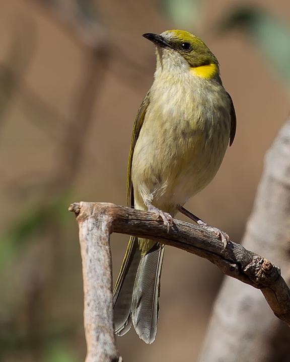 Gray-fronted Honeyeater Photo by Mat Gilfedder