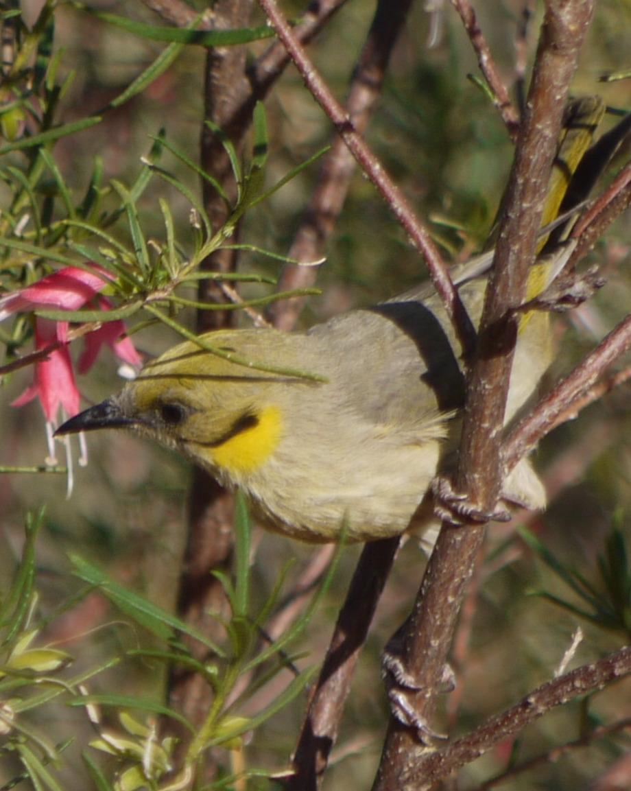 Gray-fronted Honeyeater Photo by Peter Lowe