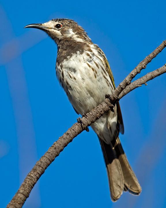 White-fronted Honeyeater Photo by Mat Gilfedder