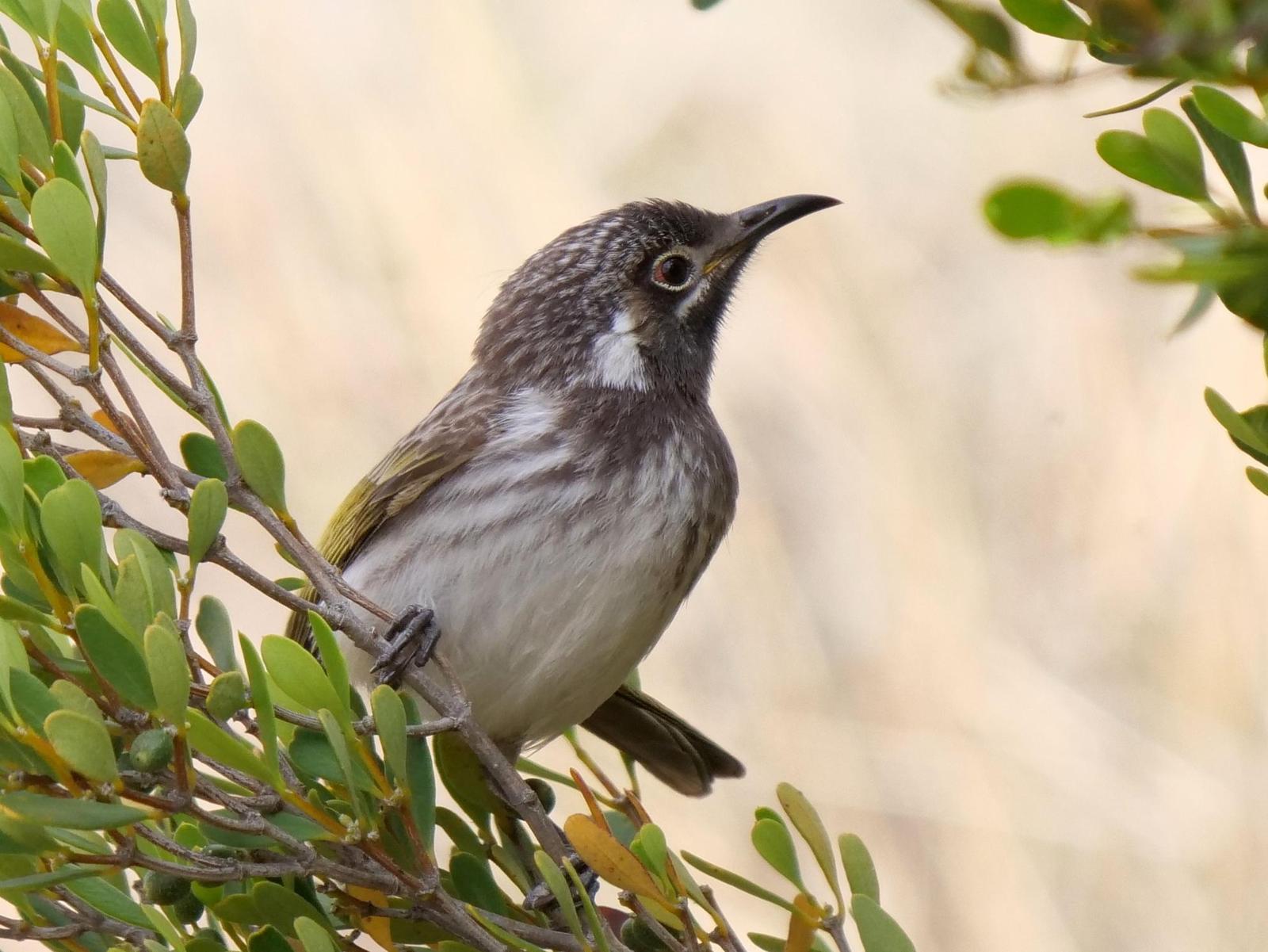 White-fronted Honeyeater Photo by Peter Lowe