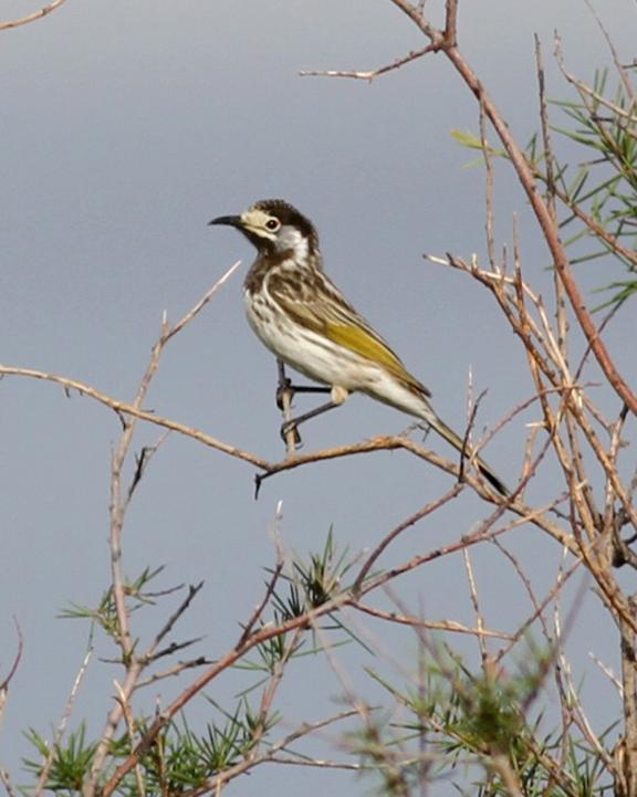 White-fronted Honeyeater Photo by Chris Wiley