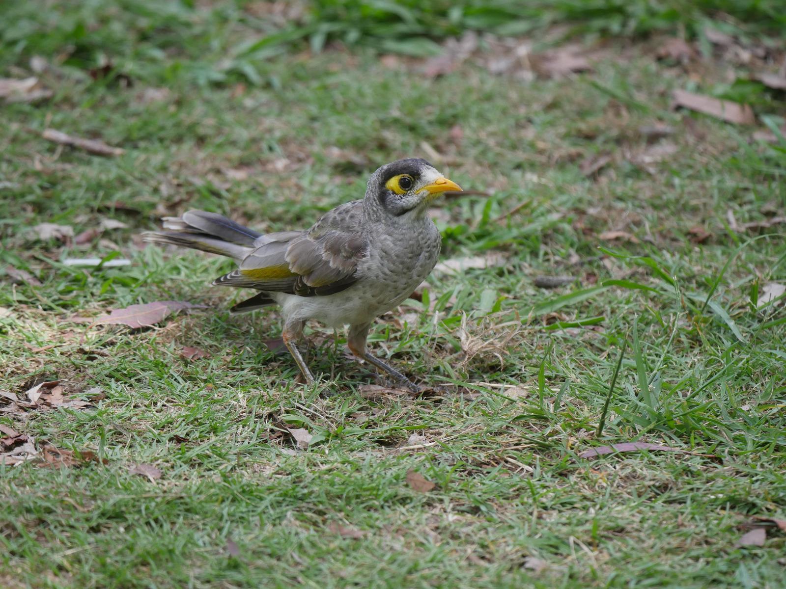 Noisy Miner Photo by Peter Lowe