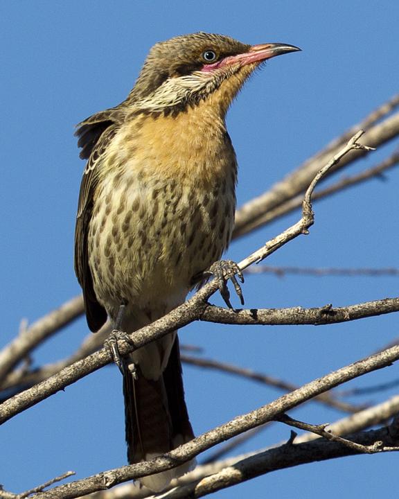 Spiny-cheeked Honeyeater Photo by Mat Gilfedder