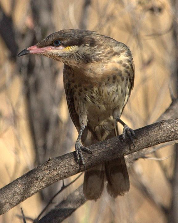 Spiny-cheeked Honeyeater Photo by Mat Gilfedder