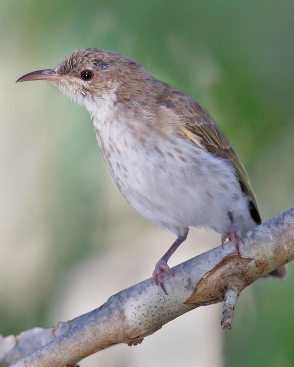 Brown-backed Honeyeater Photo by Mat Gilfedder
