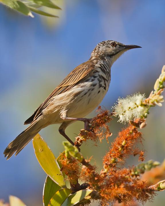 Bar-breasted Honeyeater Photo by Mat Gilfedder