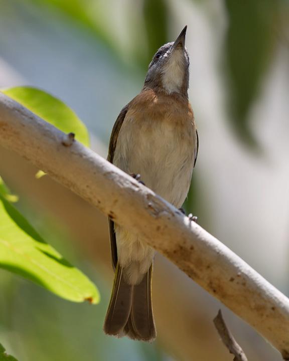Rufous-banded Honeyeater Photo by Mat Gilfedder