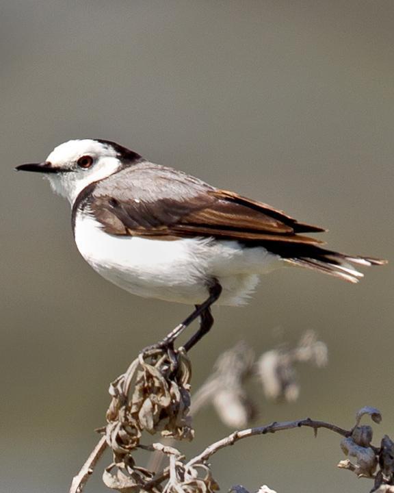 White-fronted Chat Photo by Mat Gilfedder